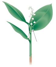 Plante à fleur – Grappe de muguet