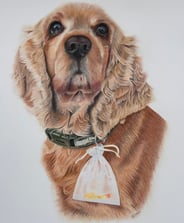 Realistic coloured pencil drawing of a spaniel