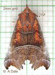 Herald moth