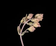 Foto de Luis Gines en la web de la Agrupacion Fotografica Valenciana