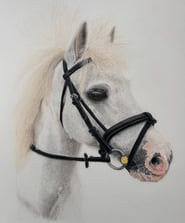 Realistic coloured pencil drawing of a horse