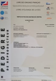 Pedigree de Vintus, étalon élevage des Diamants noirs d'Also
