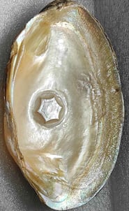"Approx 10mm glossy white flower-shaped designer cultured pearl-using nucleus implantation-for export compliance"