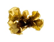 Padina sp.