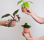Different philodendron plants inside small pots