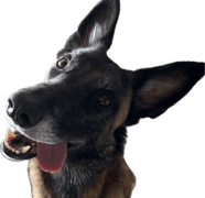 tête de malinois chien qui prend des cours d'obéissance chez Canisens à Roanne