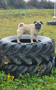 Pug dog