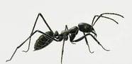 la fourmis