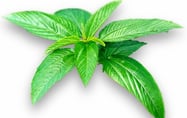 Jute - Corchorus capsularis