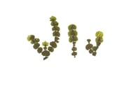 Halimeda sp.