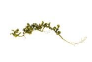 Caulerpa serrulata