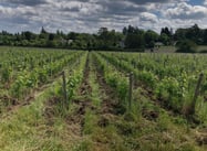 vigne agriculture biologique Amboise Montlouis