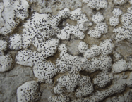 Lichen endolithique - Genre Bagliettoa