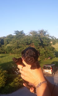 cucciolo rottweiler iguardianidelfocolare