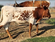 Miniature longhorn heifer calf in Venus, TX