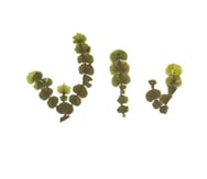 Halimeda sp.
