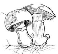 Champignon de Paris