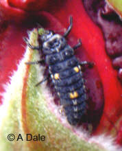 2 spot ladybird larva