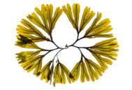 Fucus distichus