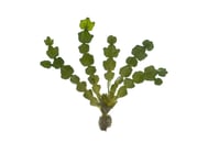 Halimeda sp.