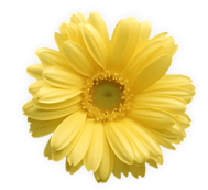 Yellow flower