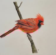 a red cardinal bird perched on a branch of a tree