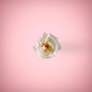 White rose in a ping background