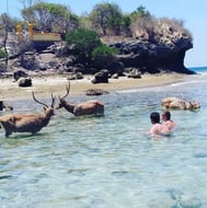 a man in a bodysuit is swimming in the ocean watching the deer taking shower at menjangan island 