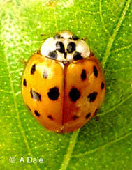 Harlequin ladybird