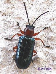 cereal Leaf beetle