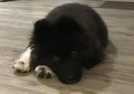 Akita Américain chiot en apprentissage chez Canisens à Roanne