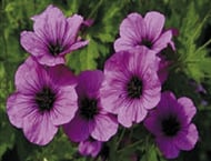 Plante Géranium - Pelargonium graveolens