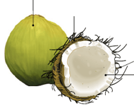 Plante à fleur - Drupe du noix de coco