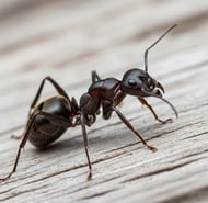 fourmis charpentière