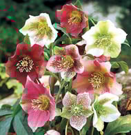 plantes, fleurs, livraison gratuite tombe, cimetiere Sepulture49