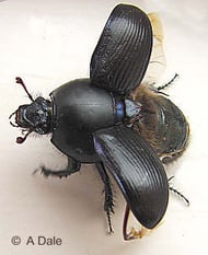 Geotrupes stercorarius