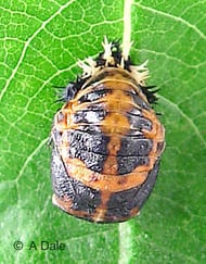 Harlequin ladybird pupa