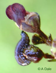 Figwort weevil larva