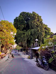 Magnifique arbre au bord d'une route de Nusa Lembongan.