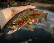Rainbow trout on the South Holston River