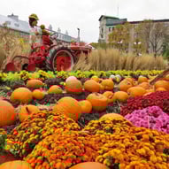 Halloween, jardin Hôtel de ville de Québec.