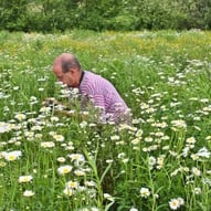 marhart, champs, marguerites