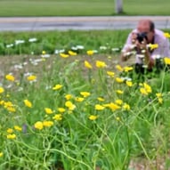 marhart, champs de fleurs
