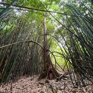 Manon au milieu d'une forêt de bambou à Moorea