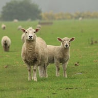 Ewe and lamb, Sheep, Arthur's Pass, New Zealand 2024