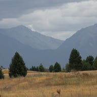 Grass and trees near Castle Hill, Arthur's Pass, NZ 2024