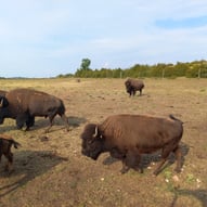 Ranch des bisons