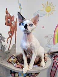 Devon Rex