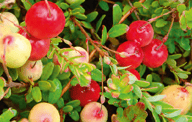 Canneberge - Vaccinium macrocarpon