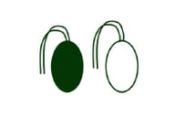 Reproduction sexuelle des algues - isogamie